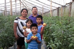 Agronomist Francisco Ramírez, a member of the Cuscatlán vegetable producers’ cooperative, and his family, in one of the greenhouses where they grow tomatoes. Credit: Tomás Andréu/IPS